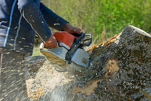 Best Tree Trimming and Pruning  in Bay Point, CA